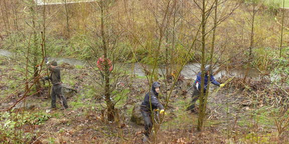 Rombergpark Das Foto zeigt Studierende bei einer Pflegeaktion im Rahmen des Naturschutzes im Rombergpark.