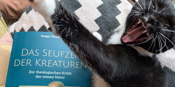 Das Bild zeigt das Cover des Buches mit einer Katze.