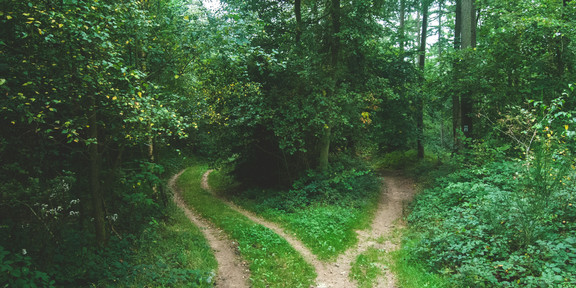 Das Bild zeigt zwei Wege im Wald.